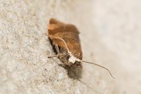 Attēlu rezultāti vaicājumam “Pandemis cinnamomeana female”