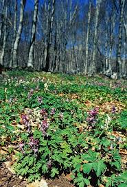 Attēlu rezultāti vaicājumam “Corydalis cava”