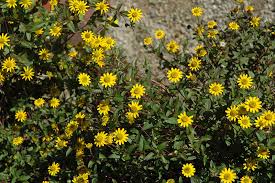 Image result for Sanvitalia procumbens