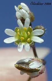 Attēlu rezultāti vaicājumam “Erophila verna flower”