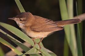 Image result for Acrocephalus agricola