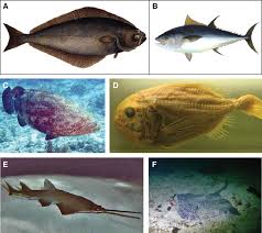 Image result for Hippoglossus hippoglossus