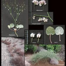 Attēlu rezultāti vaicājumam “Polygonaceae”