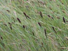 Attēlu rezultāti vaicājumam “Carex lasiocarpa leaf”