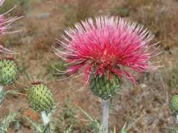 Attēlu rezultāti vaicājumam “Cirsium x rigens flower”