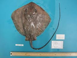 Image result for Bathytoshia centroura