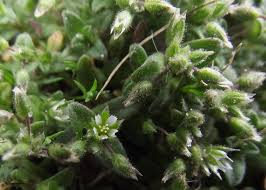 Attēlu rezultāti vaicājumam “Cerastium semidecandrum”