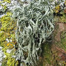 Attēlu rezultāti vaicājumam “Ramalina farinacea”