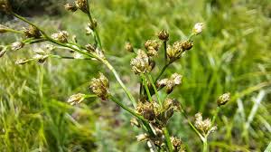Attēlu rezultāti vaicājumam “Scirpus sylvaticus flower”