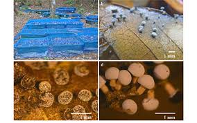 Attēlu rezultāti vaicājumam “Clastoderma debaryanum stalked”