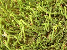 Attēlu rezultāti vaicājumam “Anomodon attenuatus sporophyte”