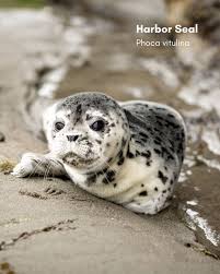 Image result for Phoca vitulina