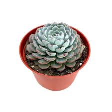 Attēlu rezultāti vaicājumam “Licea minima macro”