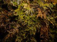 Attēlu rezultāti vaicājumam “Blepharostoma trichophyllum”