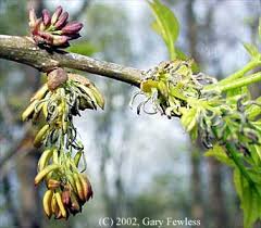 Attēlu rezultāti vaicājumam “Fraxinus pennsylvanica male flower”
