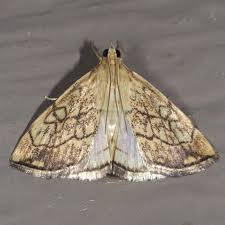 Attēlu rezultāti vaicājumam “Evergestis pallidata”