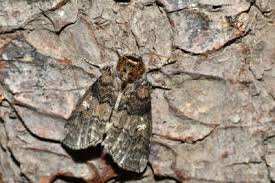 Attēlu rezultāti vaicājumam “Tethea or”