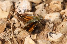 Attēlu rezultāti vaicājumam “Hesperia comma underside”
