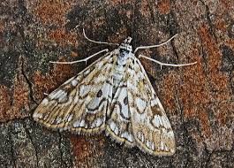 Attēlu rezultāti vaicājumam “Elophila nymphaeata”