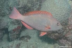 Image result for Sparisoma frondosum