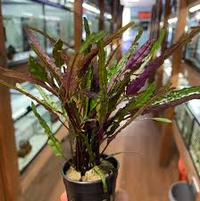 Attēlu rezultāti vaicājumam “Exidia repanda”