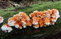 Attēlu rezultāti vaicājumam “Pycnoporellus alboluteus”