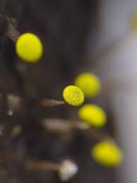 Attēlu rezultāti vaicājumam “Physarum viride var. aurantium”