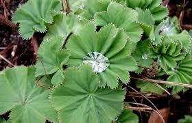 Image result for Frauenmantel