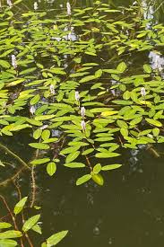 Attēlu rezultāti vaicājumam “Polygonum amphibium leaf”