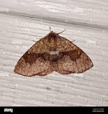 Attēlu rezultāti vaicājumam “Plagodis pulveraria”