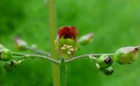 Attēlu rezultāti vaicājumam “Scrophularia nodosa”