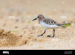 Image result for Calidris ruficollis