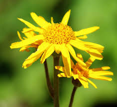 Image result for Arnica montana