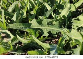 Attēlu rezultāti vaicājumam “Lactuca tatarica leaf”