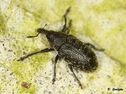 Attēlu rezultāti vaicājumam “Larinus sp.”