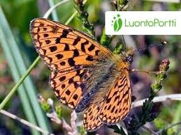 Attēlu rezultāti vaicājumam “Boloria aquilonaris upperside”