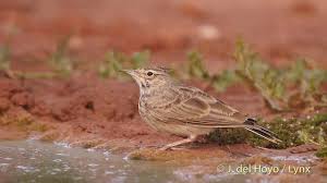 Attēlu rezultāti vaicājumam “Galerida cristata adult”