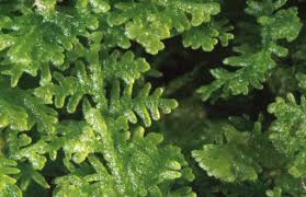 Attēlu rezultāti vaicājumam “Trichocolea tomentella sporophyte”