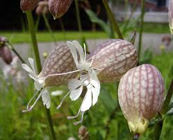 Attēlu rezultāti vaicājumam “Caryophyllaceae”