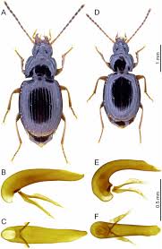Attēlu rezultāti vaicājumam “Coleoptera”