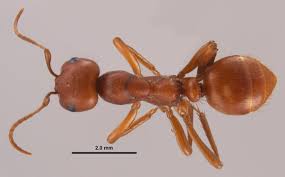 Attēlu rezultāti vaicājumam “Polypogon tentacularius male”