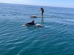 Image result for Ilfracombe Orcas Octopush Club