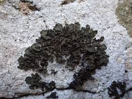 Attēlu rezultāti vaicājumam “Collema flaccidum”