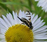 Attēlu rezultāti vaicājumam “Urophora jaceana”