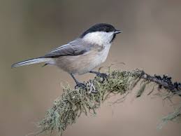 Attēlu rezultāti vaicājumam “Poecile montanus adult”
