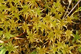 Attēlu rezultāti vaicājumam “Sphagnum subsecundum”