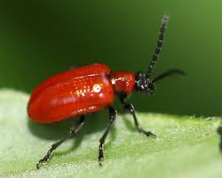 Attēlu rezultāti vaicājumam “Lilioceris lilii”