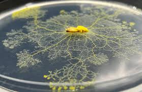 Attēlu rezultāti vaicājumam “Physarum globuliferum young”