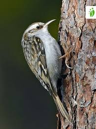 Attēlu rezultāti vaicājumam “Certhia familiaris adult”