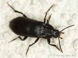 Attēlu rezultāti vaicājumam “Melandrya dubia”